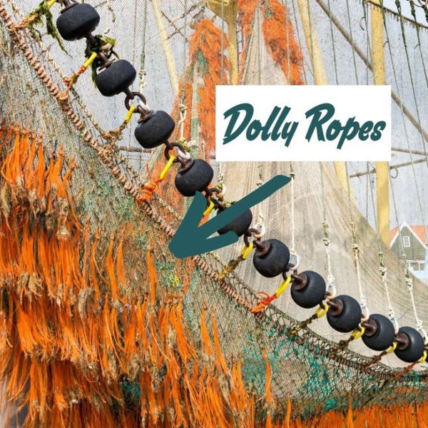 Bracenet Dolly Ropes/Pacific